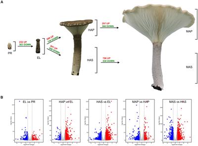 Comparative analysis of proteomes and transcriptomes revealed the molecular mechanism of development and nutrition of Pleurotus giganteus at different fruiting body development stages